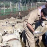 Las explotaciones con lengua azul superan ya el centenar en Extremadura, de los cuales 40 son del serotipo 3