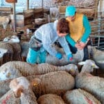 Europa deja claro que no a financiar las vacunas de la lengua azul porque ya se ha gastado el dinero en otras epidemias animales prioritarias Europa deja claro que no a financiar las vacunas de la lengua azul porque ya se ha gastado el dinero en otras epidemias animales prioritarias