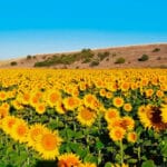 Los cereales repiten en la lonja de León y ligera subida del girasol con una perspectiva positiva aunque alejada del mercado internacional Los cereales repiten en la lonja de León y ligera subida del girasol con una perspectiva positiva aunque alejada del mercado internacional