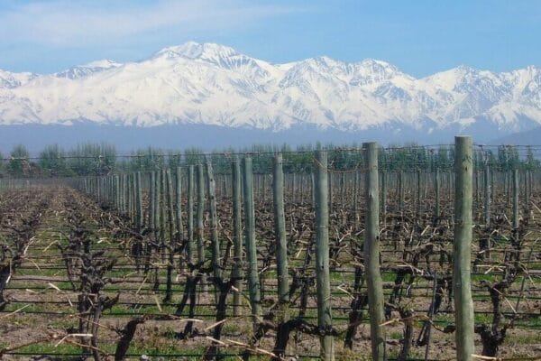 Una calculadora de huella de carbono de la vitivinicultura logró un importante aval mundial Una calculadora de huella de carbono de la vitivinicultura logró un importante aval mundial