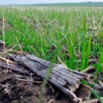 Los  importes unitarios de los eco-regímenes de la PAC bajan en 2024, excepto en la rotaciones y siembra directa de regadíos