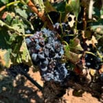 Continúa el pago de indemnizaciones a los productores de uva de vino y se alcanza los 89 millones abonados en los últimos días