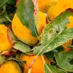 Las últimas lluvias son positivas pero el pedrisco daña 1.500 hectáreas de caquis y cítricos al inicio de la campaña