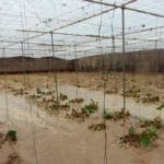 La peor DANA del siglo: Los agricultores temen pérdidas millonarias en los cultivos y les preocupa cómo afectará a próximas campañas