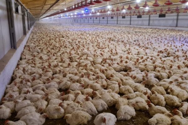 El buen momento del pollo: la gripe aviar 2023 es solo un mal recuerdo y crecen las exportaciones