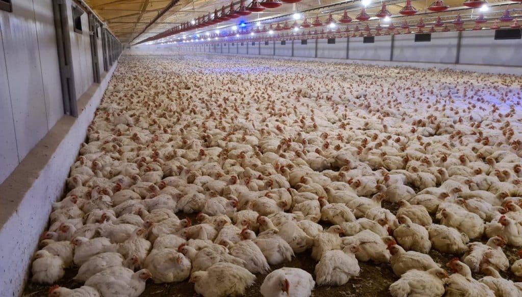 El buen momento del pollo: la gripe aviar 2023 es solo un mal recuerdo y crecen las exportaciones