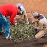 Denuncian que desde 2021 no hay ayudas para la incorporación de jóvenes en la C. Valenciana a pesar del envejecimiento de la población agraria