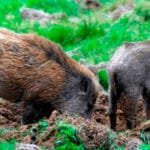 Lo absurdo de restringir los movimientos de animales cuando en algunas CC.AA más del 50% de los jabalíes son portadores de tuberculosis