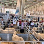 La lengua azul obliga a posponer un año la celebración del 25 aniversario de FEGASUR, la feria ganadera más importante de Cádiz