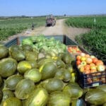 La campaña de melón y sandía en Castilla-La Mancha termina con precios “razonables” para el agricultor que garantizan un beneficio