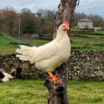 Un proyecto gallego logra reducir las infecciones en animales criados en régimen de pastoreo con la ayuda de hongos