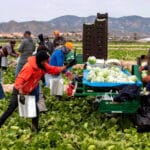 El futuro de la PAC: Planas rechaza la posibilidad de renacionalizar los esquemas de la PAC y aboga por mantener su carácter europeo