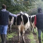 Andalucía destina una línea específica de 15 millones de euros para los jóvenes que se incorporen al sector ganadero