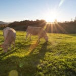 Nace el Grupo Operativo SECUESVAC, un proyecto para optimizar el secuestro de carbono en los suelos agrarios vinculado al vacuno de carne