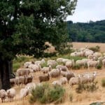 Miden el impacto de la sequía en los pastizales para orientar la gestión de la ganadería extensiva en la dehesa Miden el impacto de la sequía en los pastizales para orientar la gestión de la ganadería extensiva en la dehesa