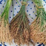 Aumenta la producción y la calidad del arroz de Pego: éxito en el 75% de los terrenos donde se ha realizado la siembra en seco