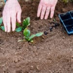 La sobrefertilización con fósforo reduce la capacidad de los suelos agrícolas para poder secuestrar carbono