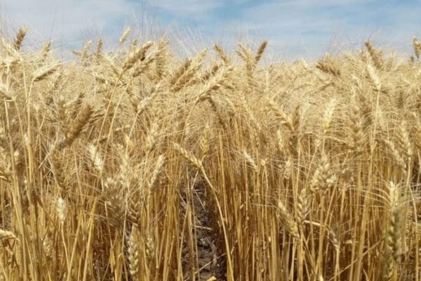 Crecimiento en las exportaciones de la agroindustria: este año, septiembre fue un 26% mejor que el de 2023