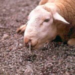 El calendario de movilizaciones extremeñas por la lengua azul comenzará en Villanueva del Fresno, la zona cero del serotipo 3