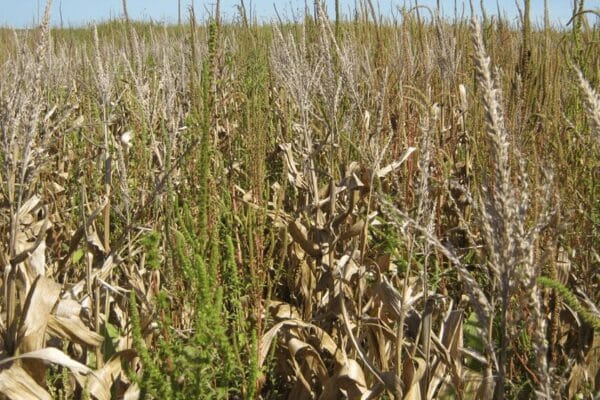 En Santiago del Estero, detectaron un súper Yuyo Colorado: tiene resistencia múltiple a tres herbicidas