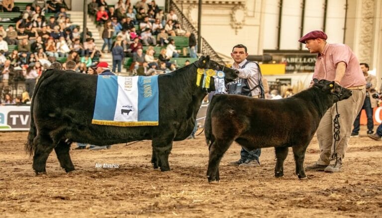 En el negocio ganadero, la genética bovina sí le gana a la inflación: crece su valor en kilos de novillos