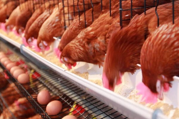 “Sensiblemente mejor”: el semáforo de las economías regionales ilumina un camino de recuperación