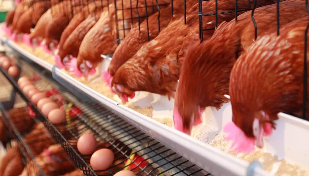 “Sensiblemente mejor”: el semáforo de las economías regionales ilumina un camino de recuperación