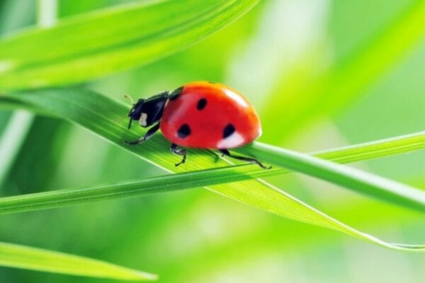 Manejo de plagas: los cultivos de servicios son la “casa perfecta” para los insectos benéficos
