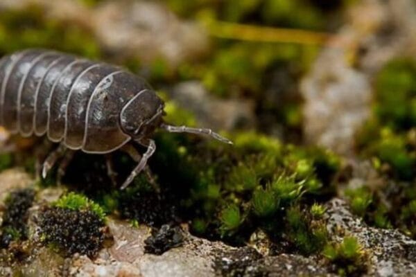 El bicho bolita enciende una luz amarilla en campos bajo riego