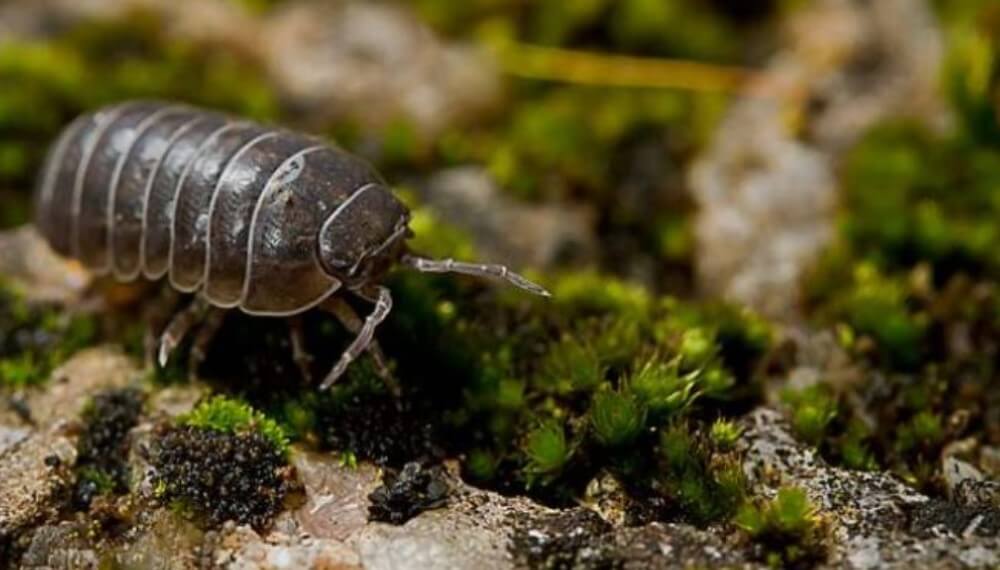 El bicho bolita enciende una luz amarilla en campos bajo riego