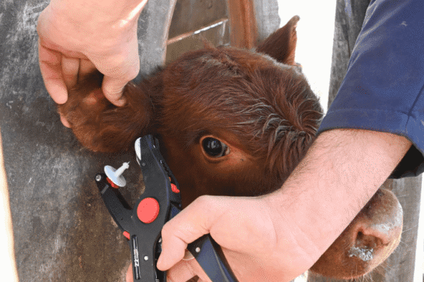 Sin costo para los productores, el Gobierno oficializó la trazabilidad individual electrónica de los bovinos