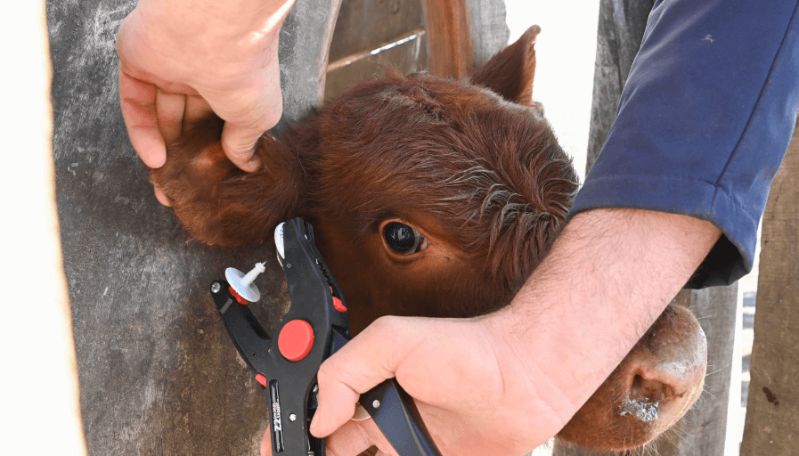 Sin costo para los productores, el Gobierno oficializó la trazabilidad individual electrónica de los bovinos