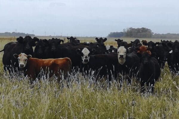 La presión del Mercosur hizo efecto: Europa posterga por un año el reglamento antideforestación La presión del Mercosur hizo efecto: Europa posterga por un año el reglamento antideforestación