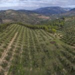 El Ministerio de Agricultura fomenta prácticas agrarias que contribuyen a la captación y almacenamiento de carbono