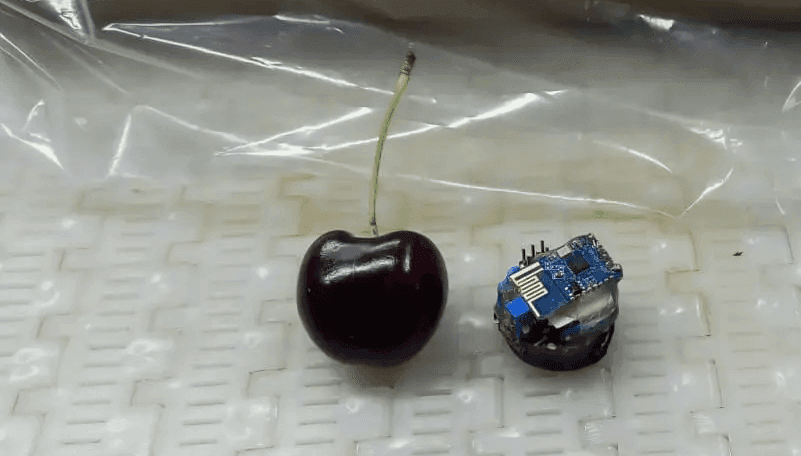 Agro 4.0: desarrollan una cereza “electrónica” que permitirá mejorar los procesos productivos
