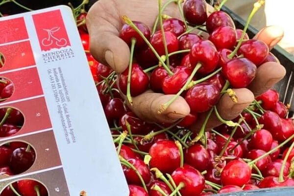 Mendoza comenzó la cosecha temprana de cereza y “primerea” en el mercado mundial