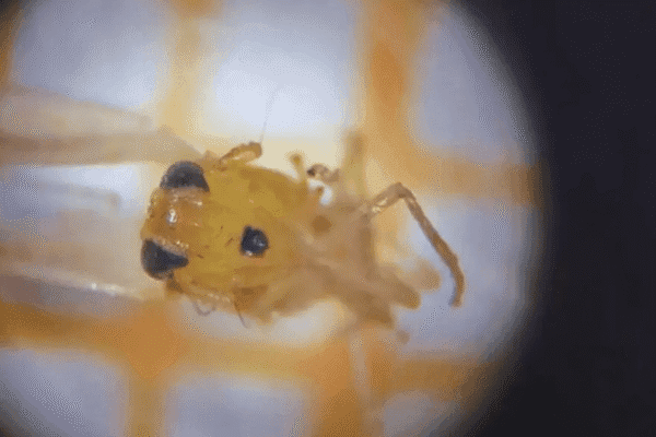 Otra plaga que genera temor: se detectó por primera vez chicharrita africana en Argentina