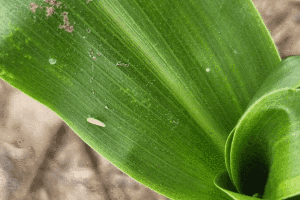“El maíz nos presenta el desafío de implementar un Manejo Integrado de Plagas más consciente”