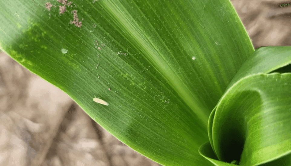 “El maíz nos presenta el desafío de implementar un Manejo Integrado de Plagas más consciente”