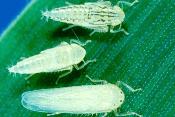 Un momento bisagra para el control de la chicharrita del maíz: “Es crucial hacer monitoreos”