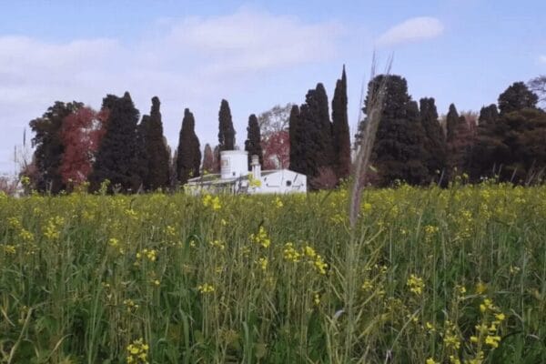 Radiografía de los cultivos de servicios: un mapa nacional en el que sobresale el sur cordobés