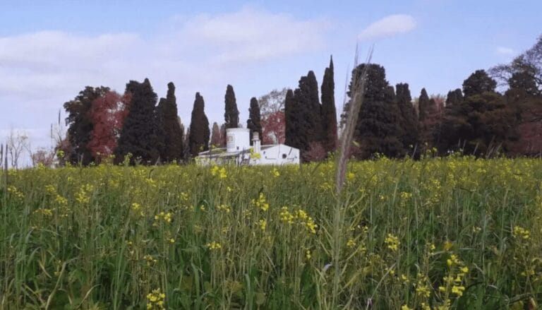 Radiografía de los cultivos de servicios: un mapa nacional en el que sobresale el sur cordobés