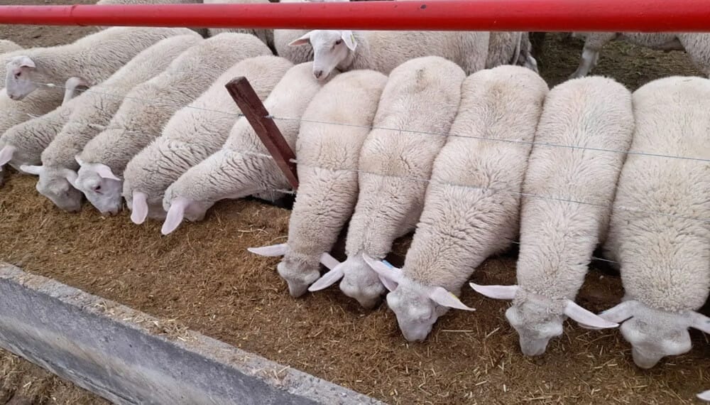 En San Luis, los corderos fueron al feedlot y engordaron los resultados productivos