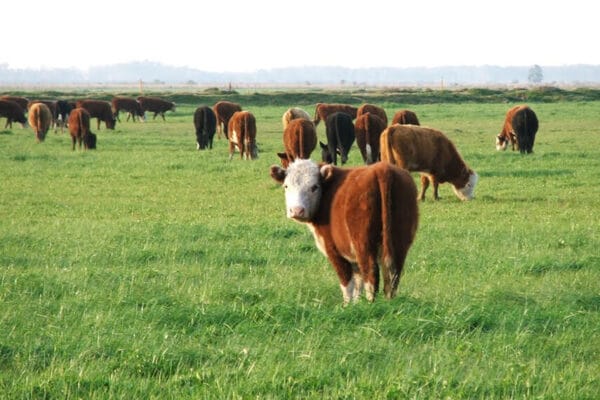 Las recrías pastoriles crecen y abren la puerta a “engordar” una variable clave: el peso de faena