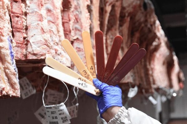 Para “mejorar la transparencia” de la cadena bovina, el Gobierno actualizó un sistema informativo