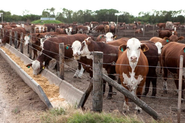 Tecnología bovina: una app analiza la materia fecal y permite mejorar la alimentación Tecnología bovina: una app analiza la materia fecal y permite mejorar la alimentación