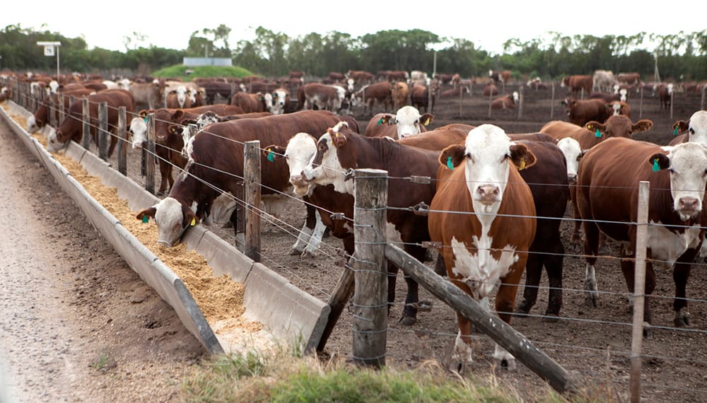 Tecnología bovina: una app analiza la materia fecal y permite mejorar la alimentación