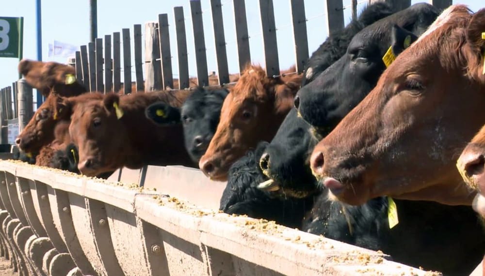 Se agrava el rojo en los feedlots: ya pierden casi $ 150.000 por animal y necesitan una suba del 20%