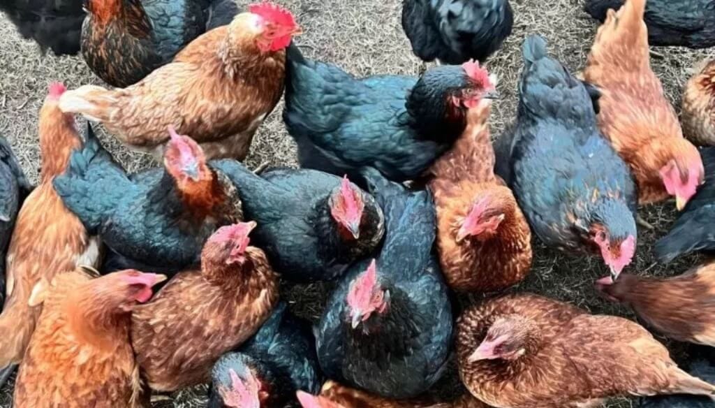 Un modelo que crece y se consolida: en las gallinas “libres” están los huevos “de oro”