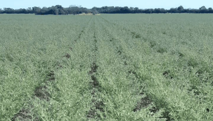 El garbanzo recalibra la mira hacia el crecimiento: la cosecha se duplicaría y sería la mayor en 6 años